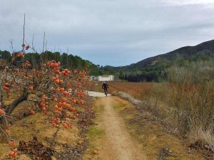 Senda y Naranjos - Ruta en bici por Xátiva